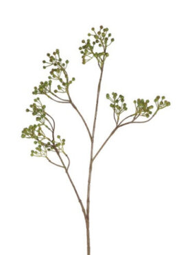 Barbara - Llex bærgren, Grøn