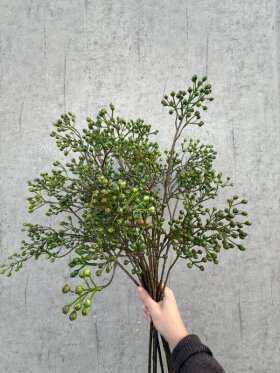 Barbara - Llex bærgren, Grøn