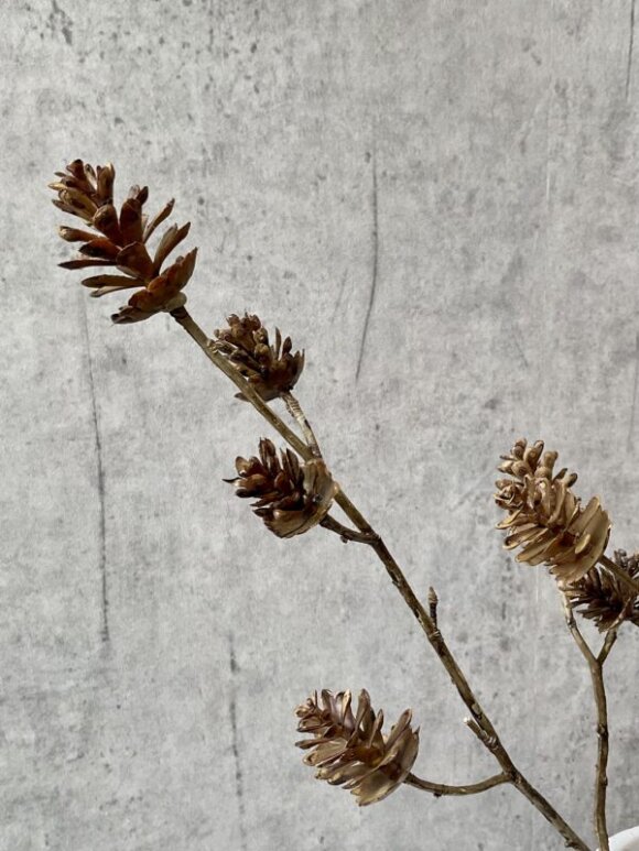 Barbara - Kogle gren, bundt 3