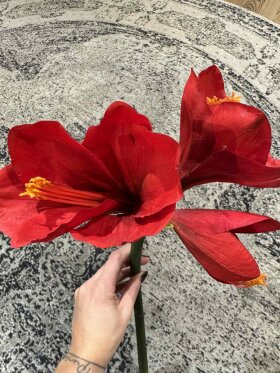 Barbara - Amaryllis real touch, Rød
