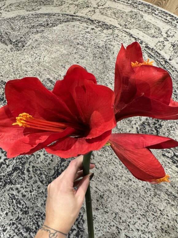 Barbara - Amaryllis real touch, Rød