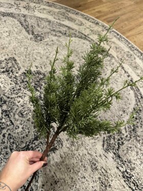 Barbara - Cypres, Grøn