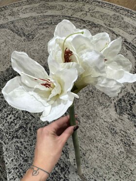 Barbara - Amaryllis, hvid