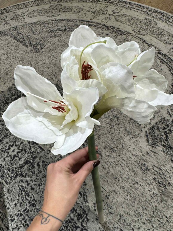 Barbara - Amaryllis, hvid