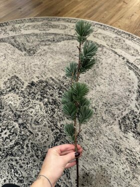 Barbara - ceder gran, Grøn