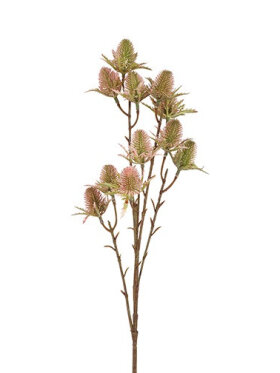 Tidsel, Brun/Rosa Tidsel, Brun/Rosa