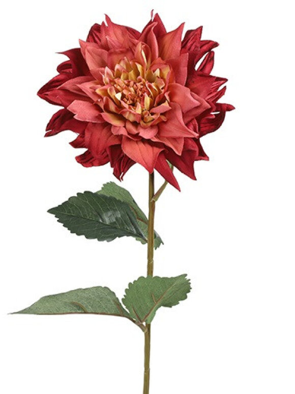 Barbara - Dahlia, Bordeaux