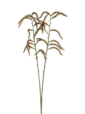 Amaranthus, Natur Amaranthus, Natur