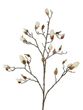 Magnolia hvid gren