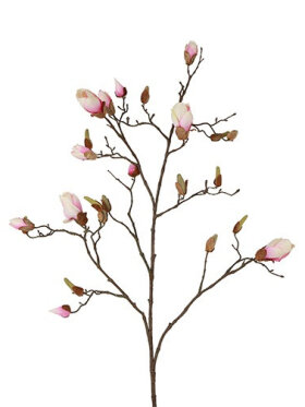 Barbara - Magnolia rosa gren