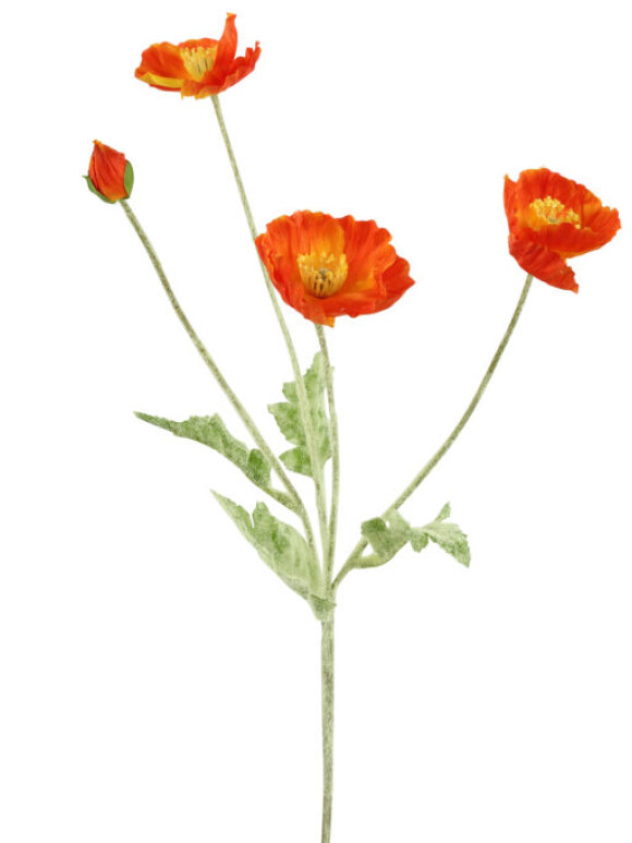 Barbara - Valmue, orange