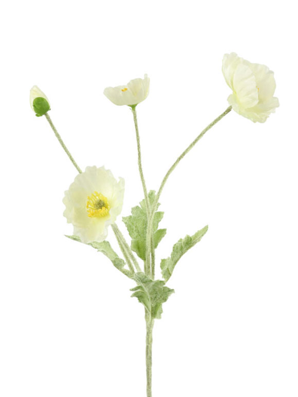 Barbara - Valmue, Hvid