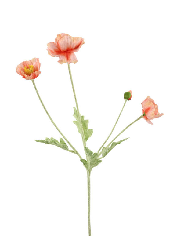 Barbara - Vamue, Sart rosa