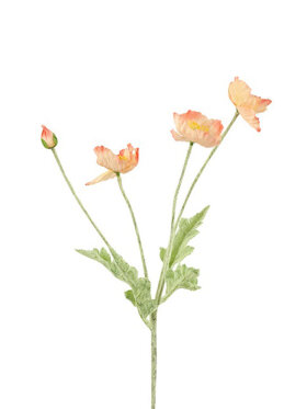 Barbara - Valmue, Abrikos