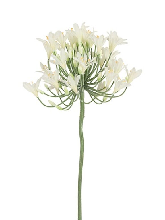 Barbara - Agapanthus