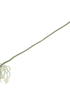 Agapanthus