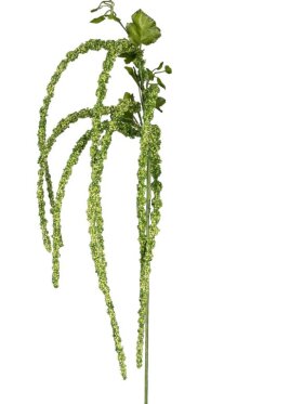 Barbara - Amarantshus Barbara - Amarantshus