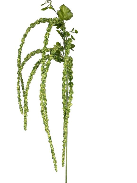 Barbara - Amarantshus