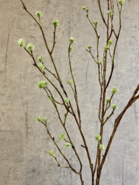 Barbara - Mandstro gren Barbara - Mandstro gren