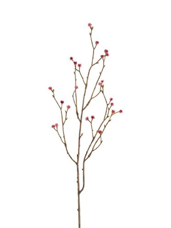 Barbara - Mandstro, Gren